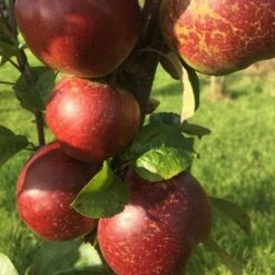 Apple Dabinett 11 Apple Dabinett -Eco Nest Store Dabinett 04