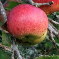 Apple Dabinett 12 Apple Dabinett -Eco Nest Store Dabinett 05