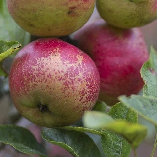 Apple Dabinett 8 Apple Dabinett - Image 6