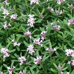 Daphne X Transatlantica Eternal Fragrance 7 Daphne X Transatlantica Eternal Fragrance -Eco Nest Store Daphne Eternal Fragrance 02