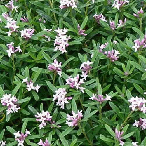 Daphne X Transatlantica Eternal Fragrance 4 Daphne X Transatlantica Eternal Fragrance - Image 2