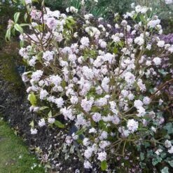 Daphne Bholua Jacqueline Postill -Eco Nest Store Daphne bholua Jacqueline Postill 02