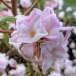 Daphne Bholua Jacqueline Postill -Eco Nest Store Daphne bholua Jacqueline Postill 04