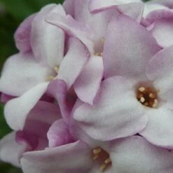 Daphne Bholua Jacqueline Postill -Eco Nest Store Daphne bholua Jacqueline Postill 05