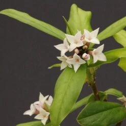 Daphne X Spring Herald -Eco Nest Store Daphne bholua Spring Herald 03