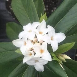 Daphne X Spring Herald -Eco Nest Store Daphne bholua Spring Herald 04