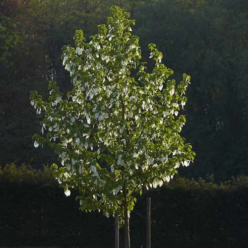 Davidia Involucrata - Handkerchief Tree 4 Davidia Involucrata - Handkerchief Tree - Image 2