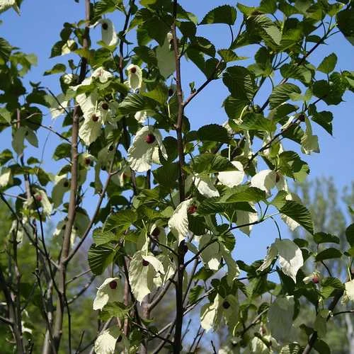 Davidia Involucrata - Handkerchief Tree 7 Davidia Involucrata - Handkerchief Tree - Image 5
