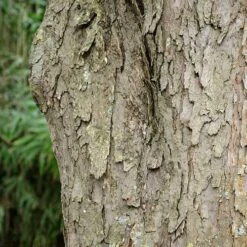 Davidia Involucrata - Handkerchief Tree 14 Davidia Involucrata - Handkerchief Tree -Eco Nest Store Davidia involucrata 03