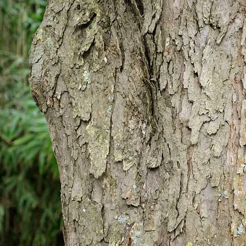 Davidia Involucrata - Handkerchief Tree 8 Davidia Involucrata - Handkerchief Tree - Image 6