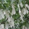Davidia Involucrata - Handkerchief Tree -Eco Nest Store Davidia involucrata 05