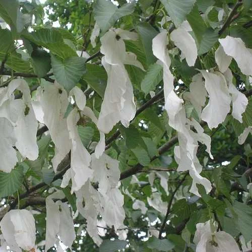 Davidia Involucrata - Handkerchief Tree 3 Davidia Involucrata - Handkerchief Tree