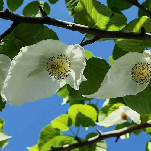 Davidia Involucrata - Handkerchief Tree 6 Davidia Involucrata - Handkerchief Tree - Image 4