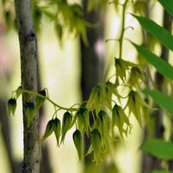 Decaisnea Fargesii 9 Decaisnea Fargesii -Eco Nest Store Decaisnea fargesii 1