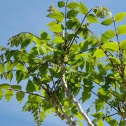 Decaisnea Fargesii 10 Decaisnea Fargesii -Eco Nest Store Decaisnea fargesii 3 1