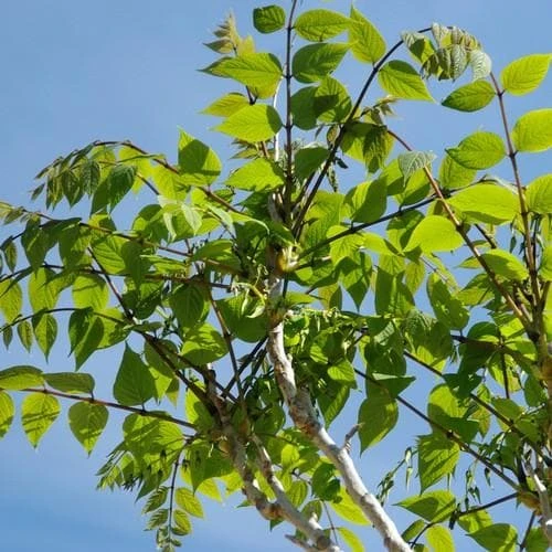 Decaisnea Fargesii 5 Decaisnea Fargesii - Image 3