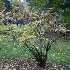 Decaisnea Fargesii 11 Decaisnea Fargesii -Eco Nest Store Decaisnea fargesii 4 1