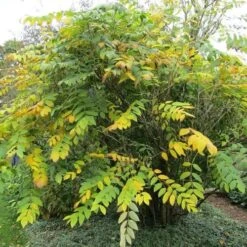 Decaisnea Fargesii 12 Decaisnea Fargesii -Eco Nest Store Decaisnea fargesii 5 1