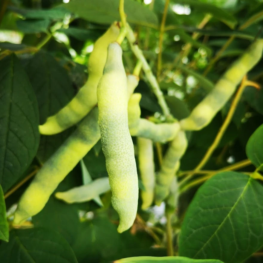 Decaisnea Fargesii 8 Decaisnea Fargesii - Image 6