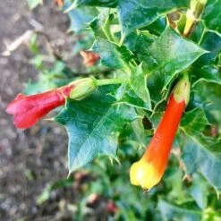 Desfontainia Spinosa -Eco Nest Store Desfontainia spinosa 02