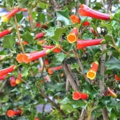 Desfontainia Spinosa -Eco Nest Store Desfontainia spinosa 03