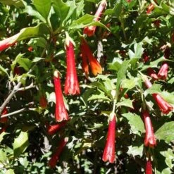 Desfontainia Spinosa -Eco Nest Store Desfontainia spinosa 05