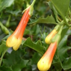 Desfontainia Spinosa -Eco Nest Store Desfontainia spinosa 06