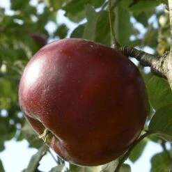 Apple Devonshire Quarrenden -Eco Nest Store Devonshire Quarrenden02