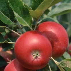 Apple Devonshire Quarrenden -Eco Nest Store Devonshire Quarrenden04