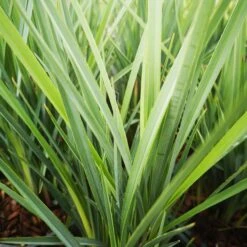 Dianella Revoluta Coolvista -Eco Nest Store Dianellacoolvista