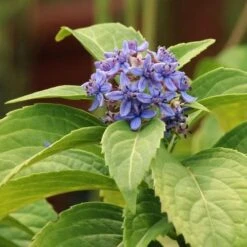 Dichroa Febrifuga -Eco Nest Store Dichroa febrifuga 3