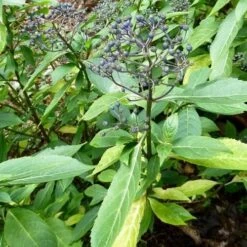 Dichroa Febrifuga -Eco Nest Store Dichroa febrifuga 4