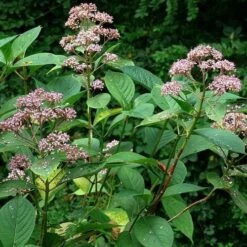 Dichroa Febrifuga -Eco Nest Store Dichroa febrifuga 5