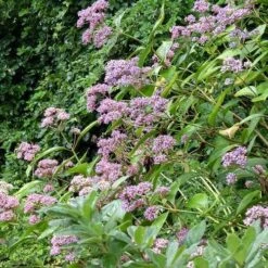 Dichroa Febrifuga -Eco Nest Store Dichroa febrifuga 6