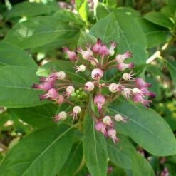 Dichroa Febrifuga -Eco Nest Store Dichroa febrifuga 7