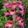 Digitalis X Valinii Illumination Raspberry (Digiplexis)