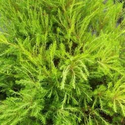 Diosma Ericoides Sunset Gold