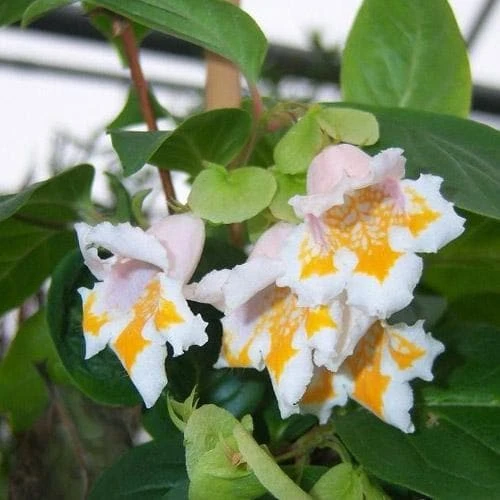 Dipelta Yunnanensis 3 Dipelta Yunnanensis