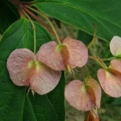 Dipelta Yunnanensis 12 Dipelta Yunnanensis -Eco Nest Store Dipelta yunnanensis 02