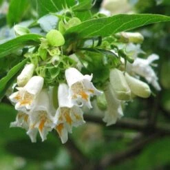 Dipelta Yunnanensis 13 Dipelta Yunnanensis -Eco Nest Store Dipelta yunnanensis 03