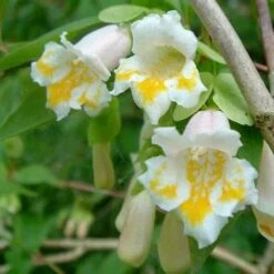 Dipelta Yunnanensis 14 Dipelta Yunnanensis -Eco Nest Store Dipelta yunnanensis 04