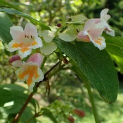 Dipelta Yunnanensis 15 Dipelta Yunnanensis -Eco Nest Store Dipelta yunnanensis 05