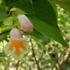 Dipelta Yunnanensis 16 Dipelta Yunnanensis -Eco Nest Store Dipelta yunnanensis 06