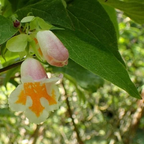 Dipelta Yunnanensis 9 Dipelta Yunnanensis - Image 7