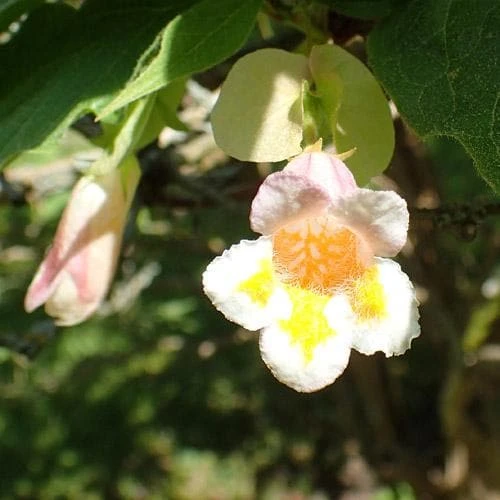 Dipelta Yunnanensis 4 Dipelta Yunnanensis - Image 2