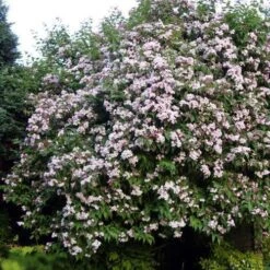 Dipelta Yunnanensis 17 Dipelta Yunnanensis -Eco Nest Store Dipelta yunnanensis 08