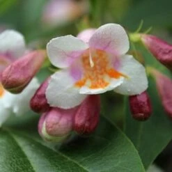 Dipelta Floribunda -Eco Nest Store Dipelta floribunda