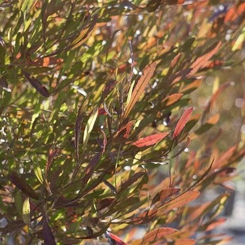 Dodonaea Viscosa Purpurea 5 Dodonaea Viscosa Purpurea - Image 3