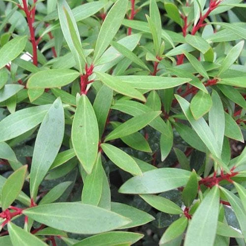 Drimys Aromatica 4 Drimys Aromatica - Image 2