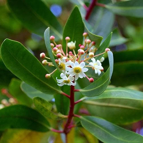 Drimys Aromatica 5 Drimys Aromatica - Image 3